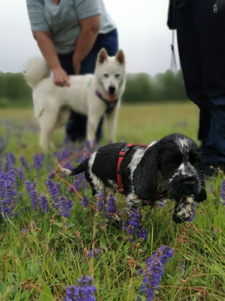 Truff'me · éducation canine · comportementaliste - photo 2