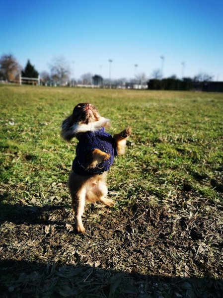 Truff'me · éducation canine · comportementaliste - photo 3