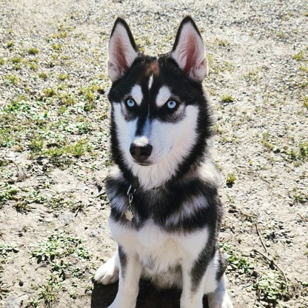 Educ'Play - Éducateur canin | Clermont-Ferrand | Issoire - photo 2