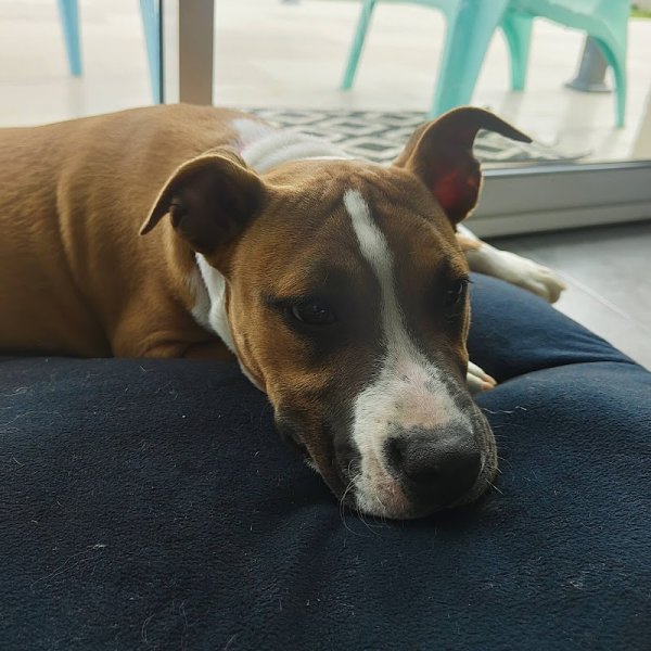 Educ'Play - Éducateur canin | Clermont-Ferrand | Issoire - photo 3