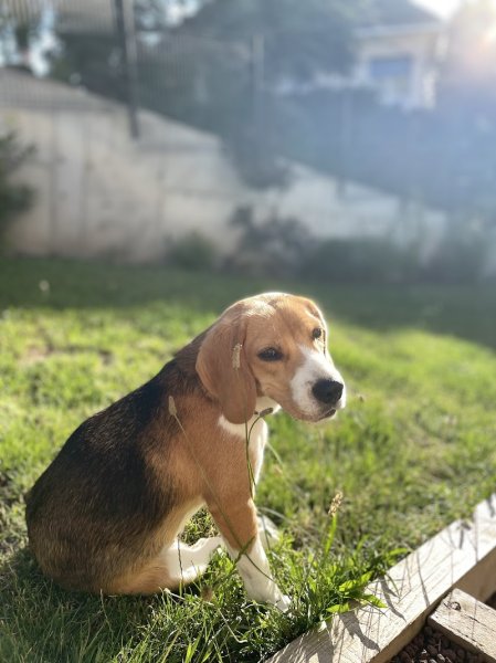 La classe canine (pension puy de dôme) - photo 2