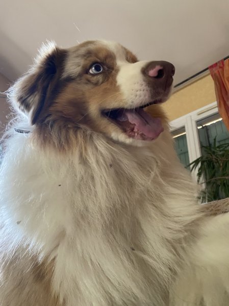 La classe canine (pension puy de dôme) - photo 3