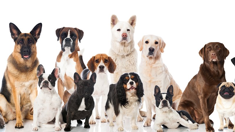 Complexe Canin des Deux Lacs - photo 1