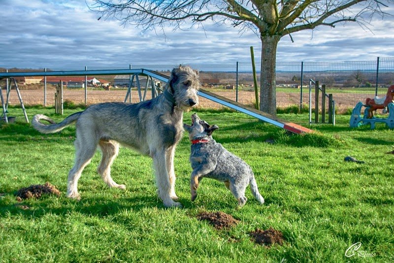 Complexe Canin des Deux Lacs - photo 2