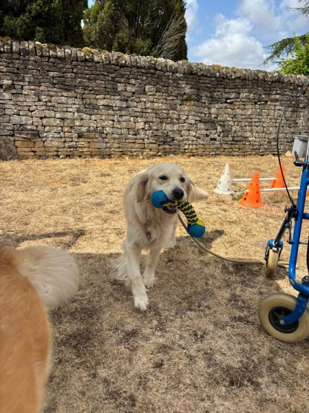 LA ROSE DES VENTS Solène Huguet éducatrice comportementaliste canin 79 - photo 3