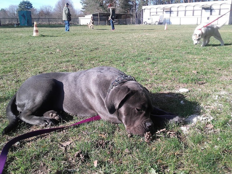L' Ami du Chien Orleat-Thiers - photo 1