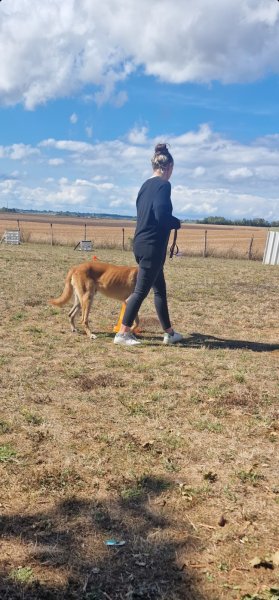 DOG'S SERVICES - éducateur canin - photo 1