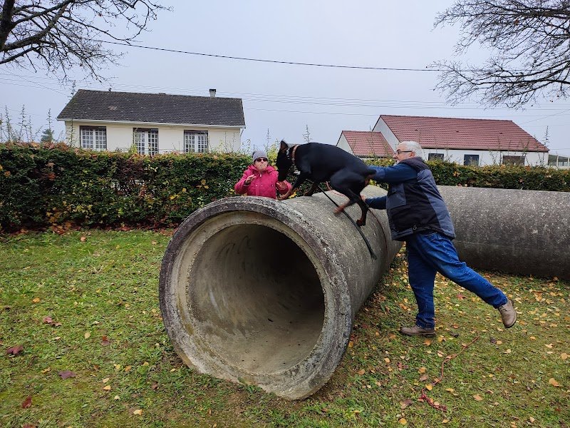 DOG'S SERVICES - éducateur canin - photo 2