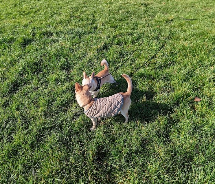 Une Méthode Douce - Educateur canin 92 - photo 2