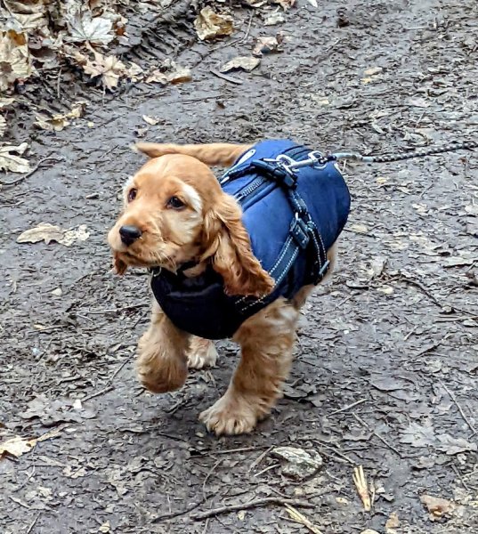 Une Méthode Douce - Educateur canin 92 - photo 3