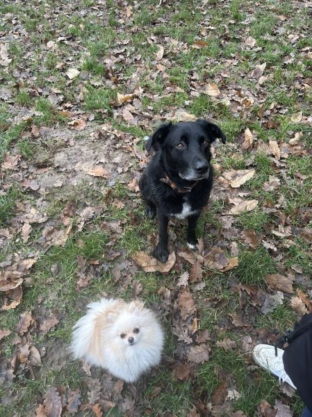 Urban Paw academy - éducation canine - photo 2