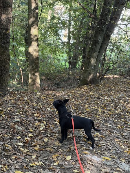 Urban Paw academy - éducation canine - photo 3