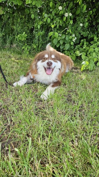 Déclic et des chiens - photo 3