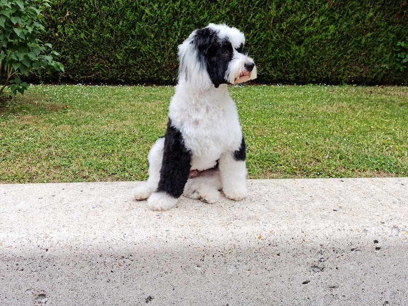 Canin'side - photo 2