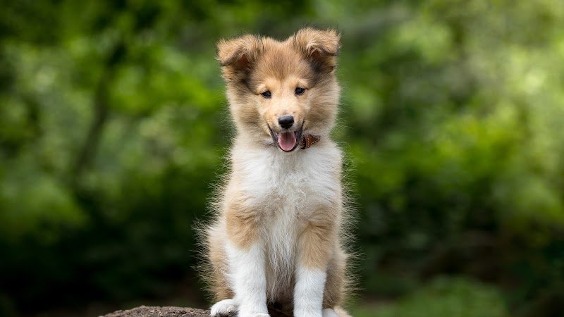 Dog Courtoisie - photo 1