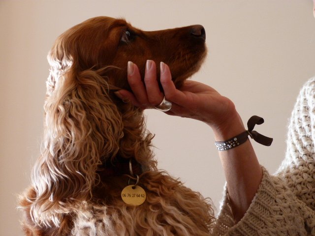 Dog Courtoisie - photo 2