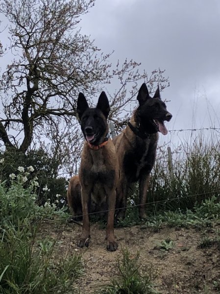 Cani-Chris Comportementaliste canin - photo 1