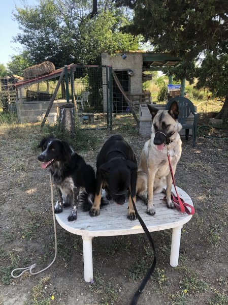 Cani-Chris Comportementaliste canin - photo 2