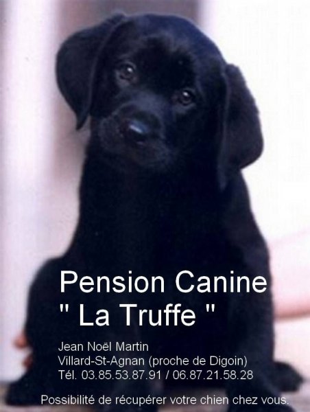 Pension Canine La Truffe - photo 1