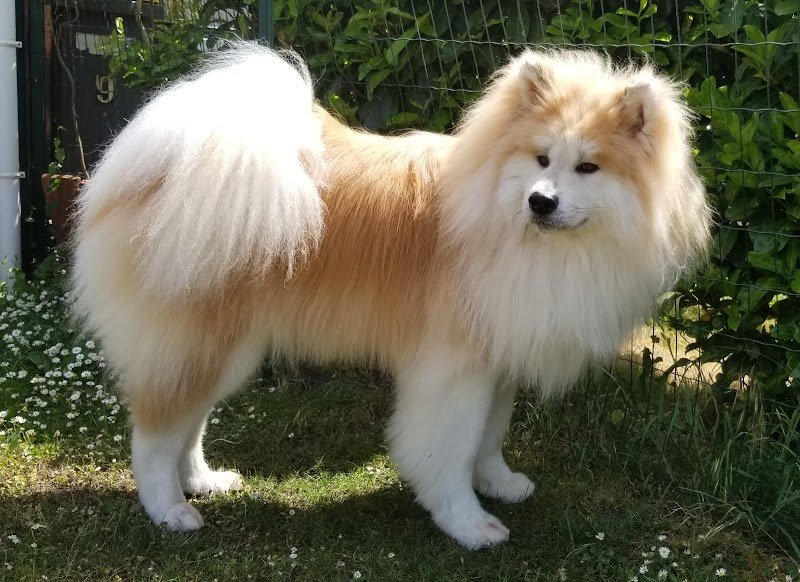 Centre Canin Leschaeve - photo 1