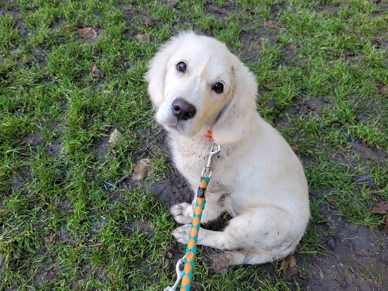 Centre Canin Leschaeve - photo 2