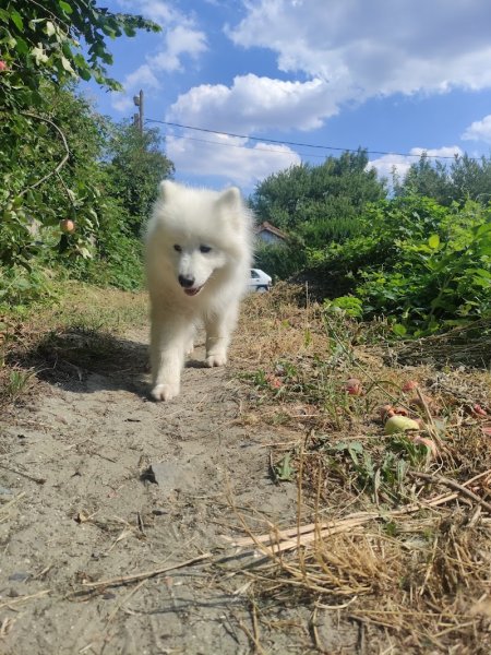 Centre Canin Leschaeve - photo 3