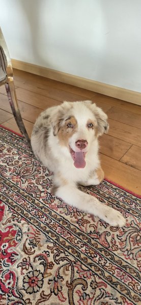 Ecoutons-nous Education Canine et Pastorale - photo 2