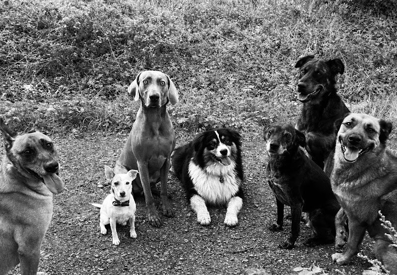 L’îlot chiens - éducation & comportements canin - photo 2