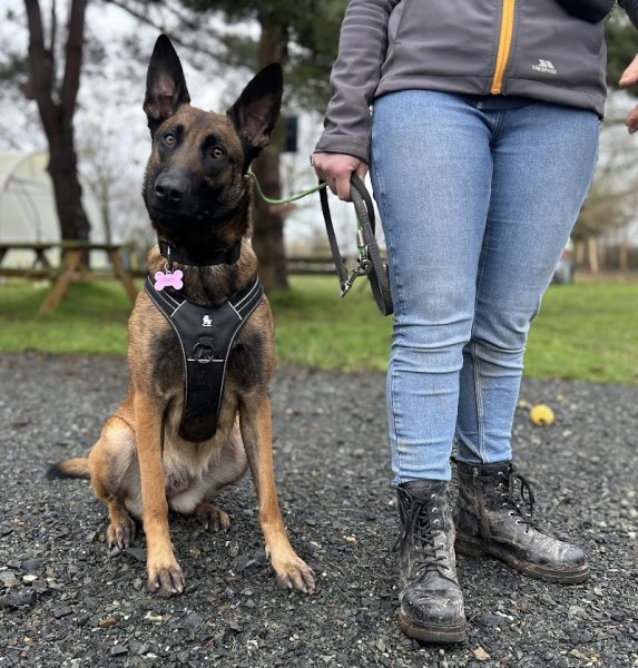 L’îlot chiens - éducation & comportements canin - photo 3