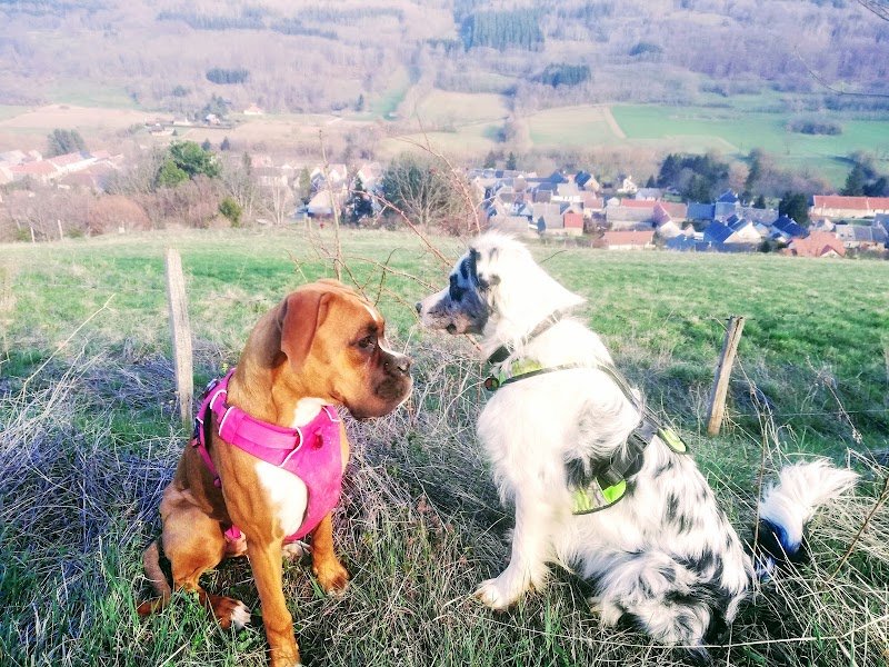 MOTIV' TON CHIEN - photo 1