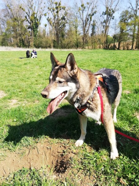 MOTIV' TON CHIEN - photo 2