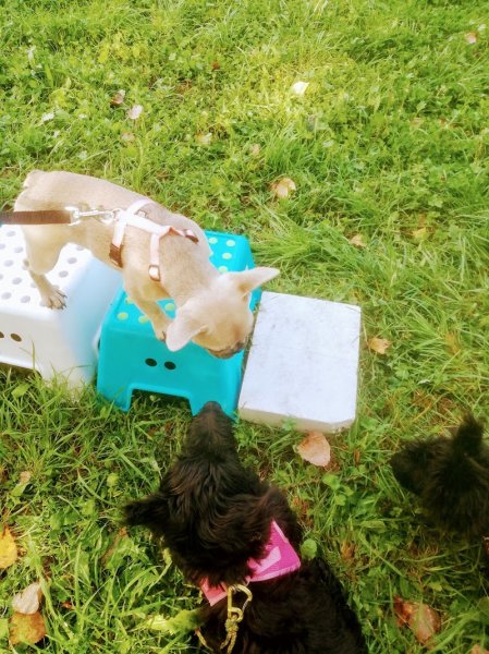 MOTIV' TON CHIEN - photo 3