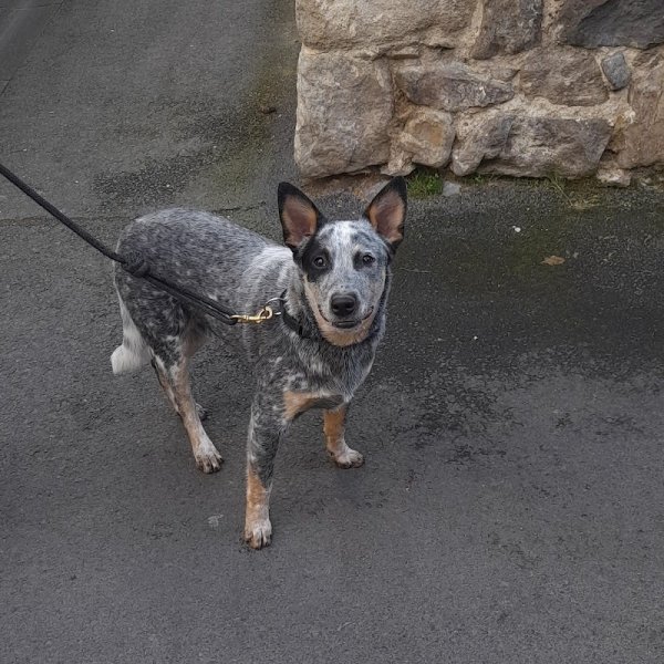 Francis Nicolas. Seuls les Chiens Bien éduqués Sont Aimés Du Public - photo 2