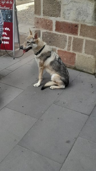Francis Nicolas. Seuls les Chiens Bien éduqués Sont Aimés Du Public - photo 3