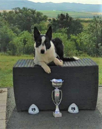 L'Ecole Du Chien - photo 1