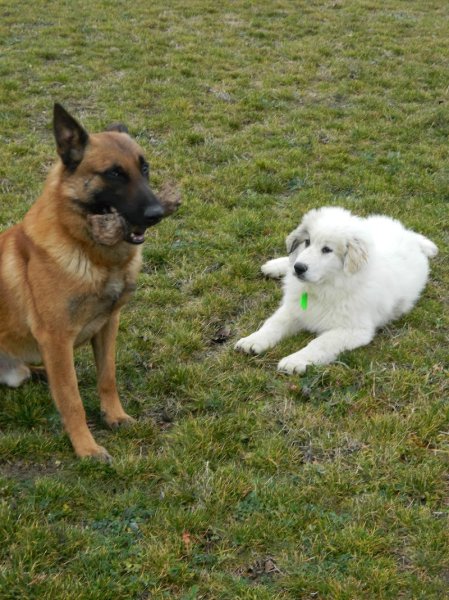 L'Ecole Du Chien - photo 2
