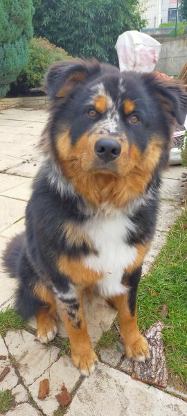 L'Ecole Du Chien - photo 3