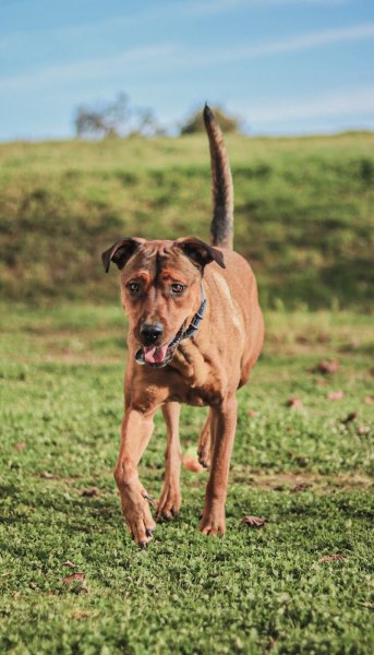 Dog'ynamic - Pension Canine Familiale - photo 1
