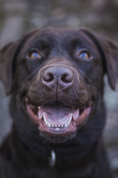 Dog'ynamic - Pension Canine Familiale - photo 3