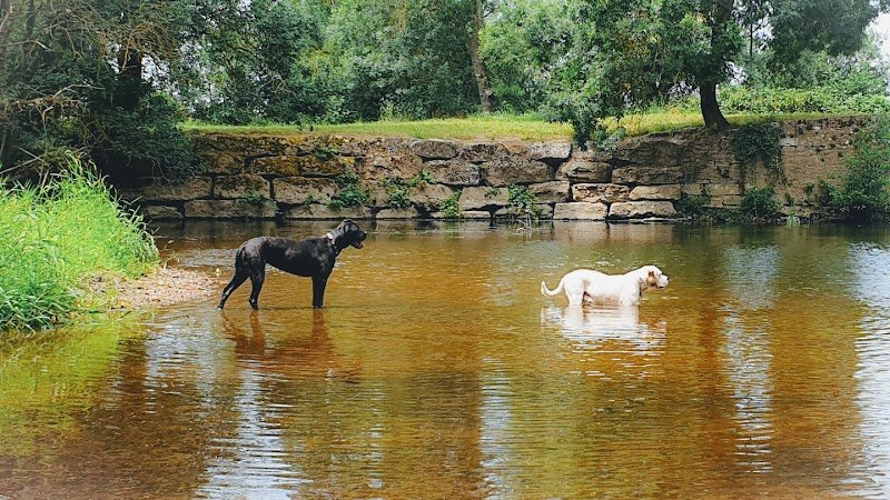 Educ/Comportementaliste Canin et Zoothérapeute LAGRANGE Justine