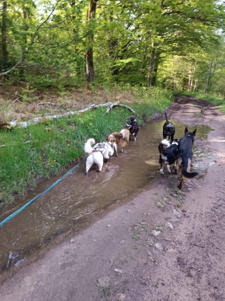 Educ/Comportementaliste Canin et Zoothérapeute LAGRANGE Justine - photo 2