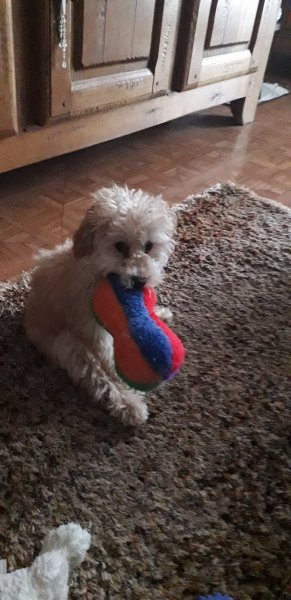 Educ/Comportementaliste Canin et Zoothérapeute LAGRANGE Justine - photo 3