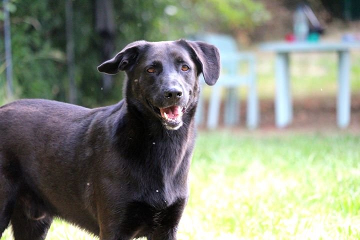 Bourges Education Canine - photo 2