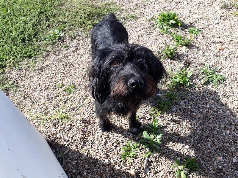 Bourges Education Canine - photo 3