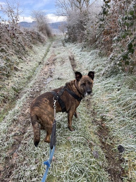 Cani'KA - Education et comportement canin - photo 2