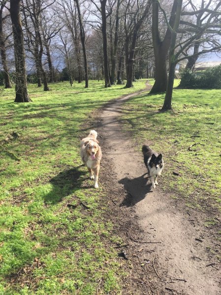 Cani'KA - Education et comportement canin - photo 3