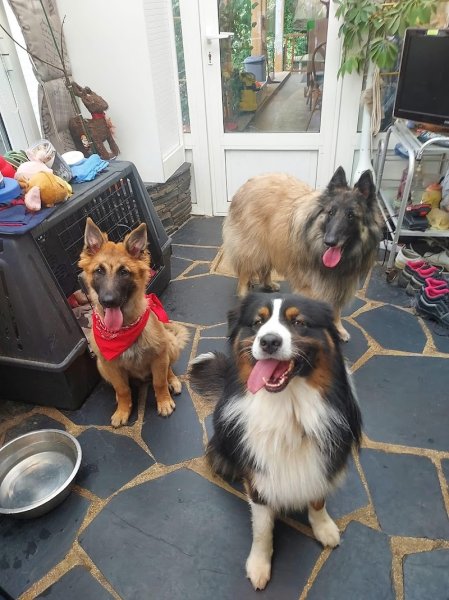 V'Educ-ton-chien - Véronique Educateur Comportementaliste canin à Albert et Pension familiale - photo 3