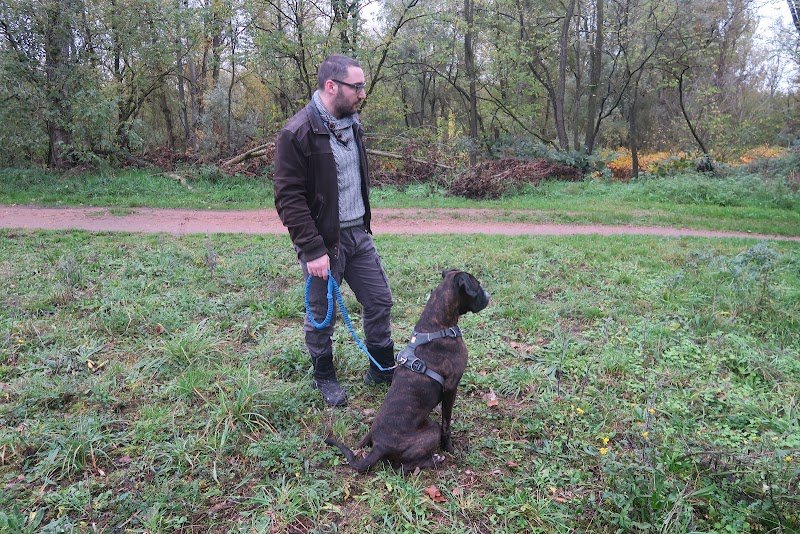 Atout chiens éducateur canin comportementaliste en méthode positive et éthologique - photo 2