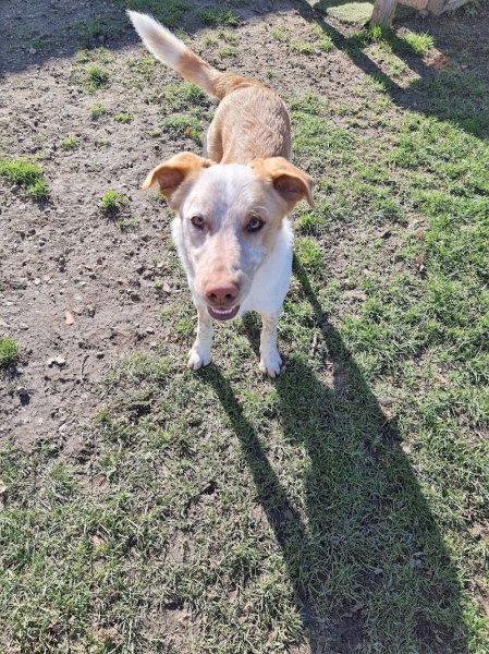 Atout chiens éducateur canin comportementaliste en méthode positive et éthologique - photo 3