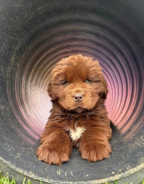 Élevage de terre neuve et pension canine Du domaine des ours noirs